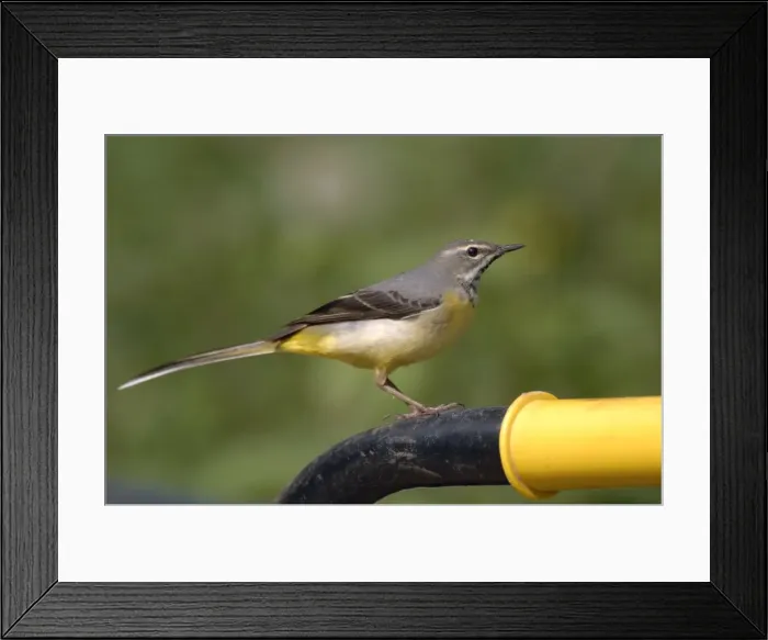 Framed Print : Grey Wagtail - Female standing on wheelbarrow handle Framed Print : Grey Wagtail - Female standing on wheelbarrow handle