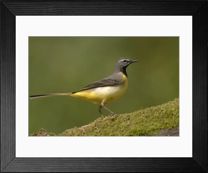 Framed Print : Grey Wagtail - Male standing on moss covered wood Framed Print : Grey Wagtail - Male standing on moss covered wood