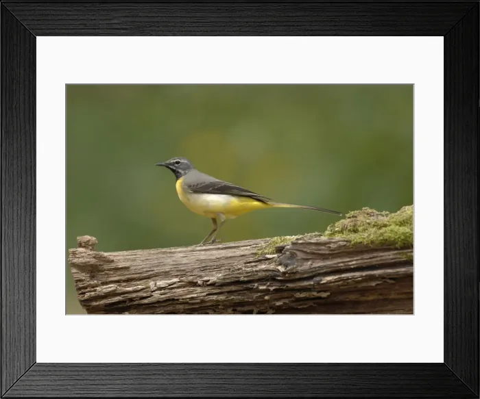 Framed Print : Grey Wagtail - Male standing on log Framed Print : Grey Wagtail - Male standing on log