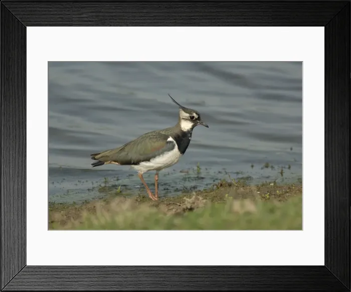 Framed Print : Lapwing foraging at waters edge Framed Print : Lapwing foraging at waters edge
