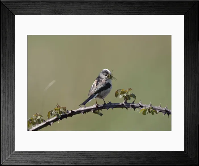 Framed Print : Long-tailed Tit - With nest material in beak