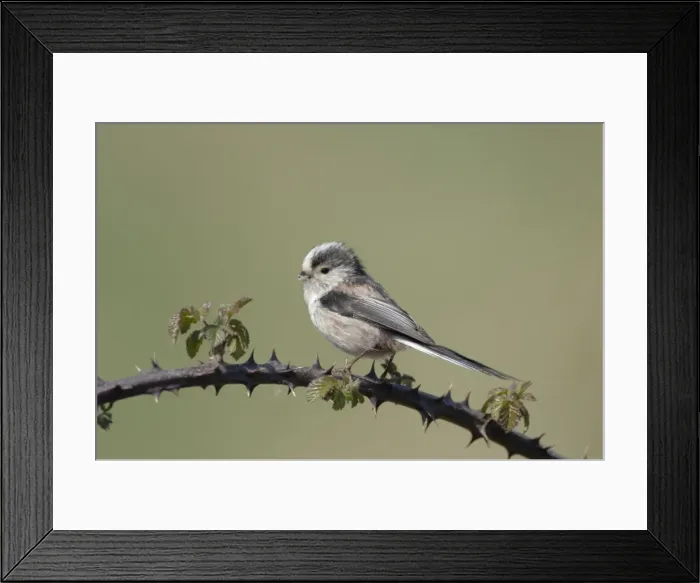 Framed Print : Long-tailed Tit - With nest material in beak Framed Print : Long-tailed Tit - With nest material in beak