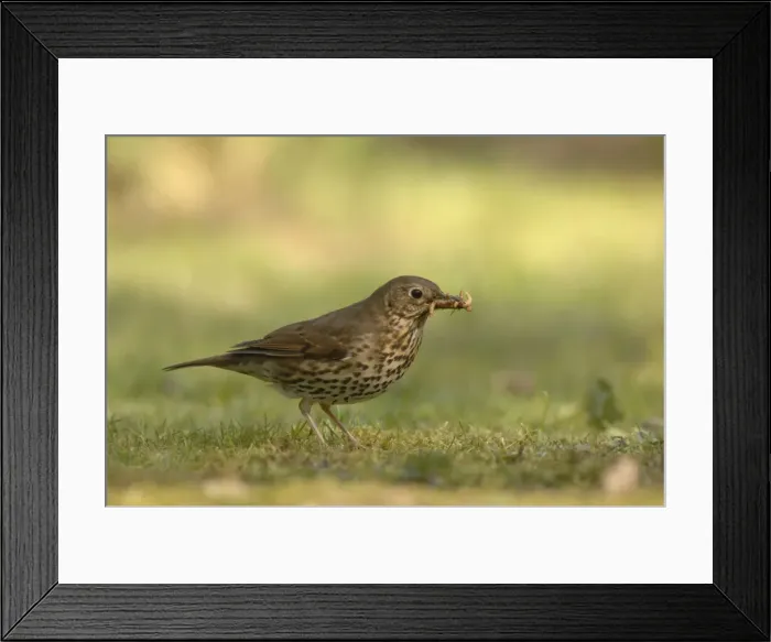 Framed Print : Song Thrush - eating worm Framed Print : Song Thrush - eating worm
