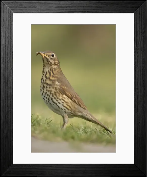 Framed Print : Song Thrush - eating worm Framed Print : Song Thrush - eating worm