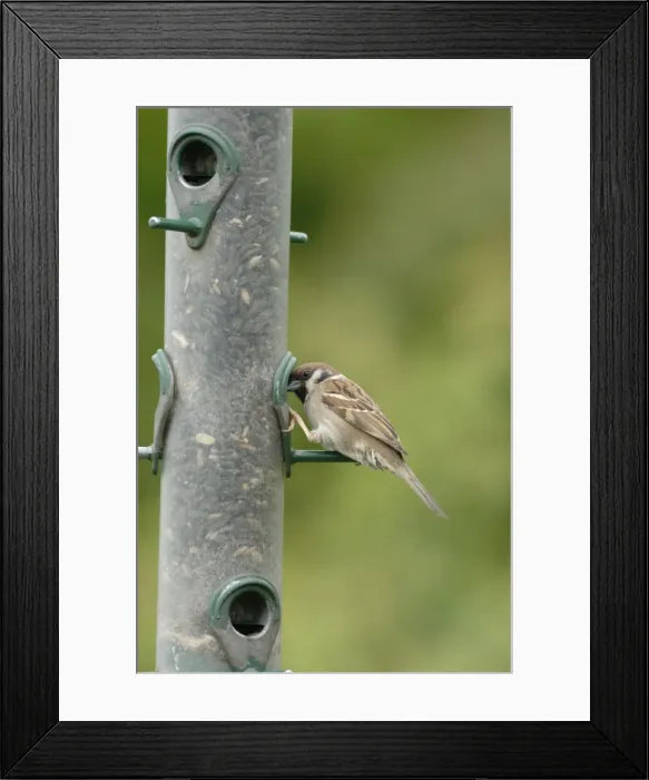 Framed Print : Tree sparrow feeding from bird feeder