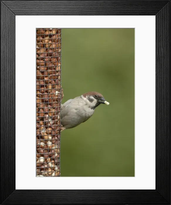 Framed Print : Tree Sparrow feeding from bird feeder Framed Print : Tree Sparrow feeding from bird feeder