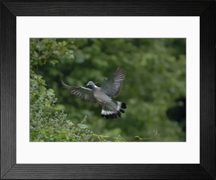 Framed Print : Woodpigeon - In flight carrying twig Framed Print : Woodpigeon - In flight carrying twig