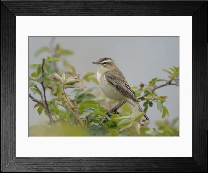 Framed Print : Sedge Warbler - Male - Yorkshire - UK Framed Print : Sedge Warbler - Male - Yorkshire - UK