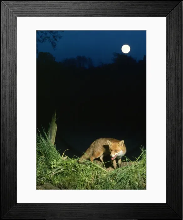Framed Print : Fox - in moonlight Framed Print : Fox - in moonlight