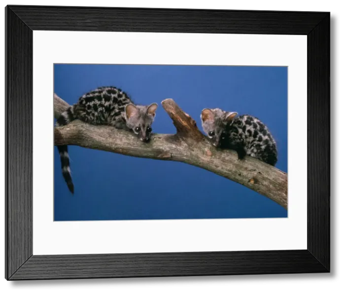 Framed Print : Genet - baby Framed Print : Genet - baby
