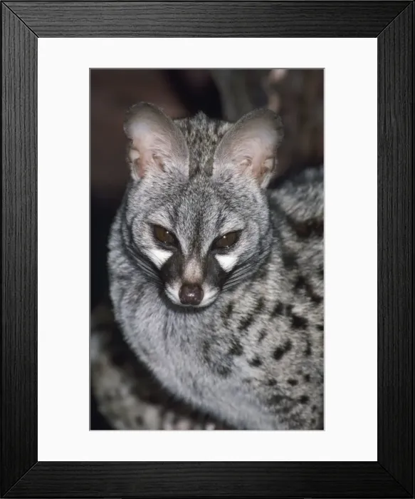 Framed Print : Genet. JD-4497. GENET. Genetta genetta. John Daniels Framed Print : Genet. JD-4497. GENET. Genetta genetta. John Daniels