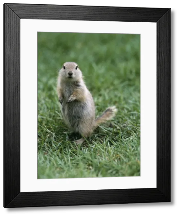 Framed Print : Richardson's Ground Squirrel Framed Print : Richardson's Ground Squirrel