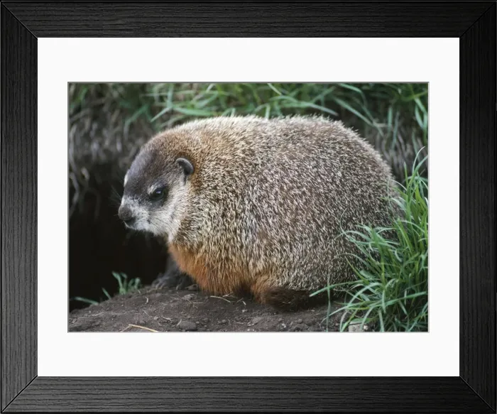 Framed Print : Woodchuck / Groundhog Canada Framed Print : Woodchuck / Groundhog Canada