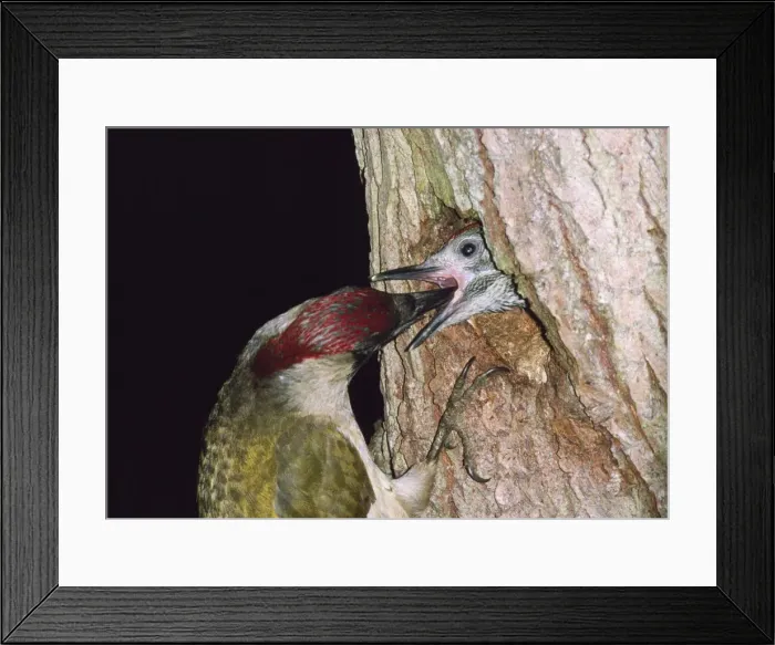 Framed Print : Green Woodpecker - feeding young at nest Framed Print : Green Woodpecker - feeding young at nest