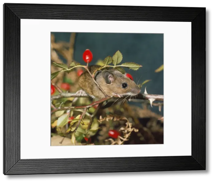 Framed Print : Wood Mouse Framed Print : Wood Mouse