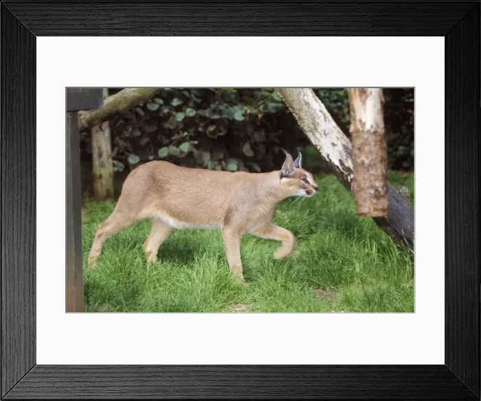 Framed Print : Caracal - captive Framed Print : Caracal - captive