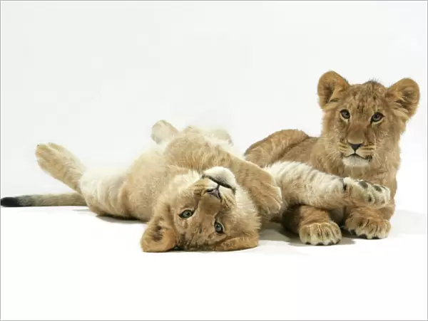 Lion cub (approx 16 weeks old) laying together