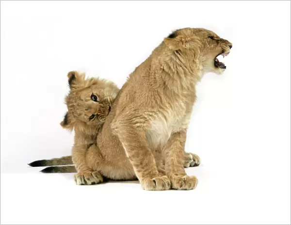 Lion cub (approx 16 weeks old) biting another cub