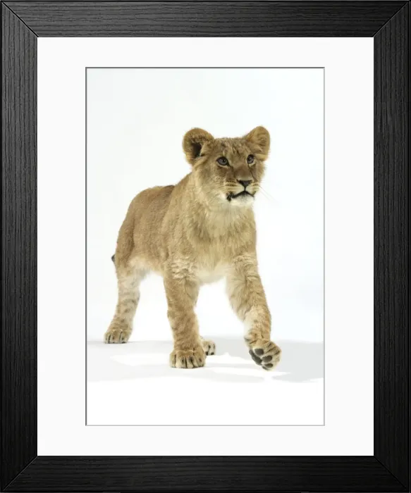Framed Print : Lion cub (approx 16 weeks old) walking Framed Print : Lion cub (approx 16 weeks old) walking