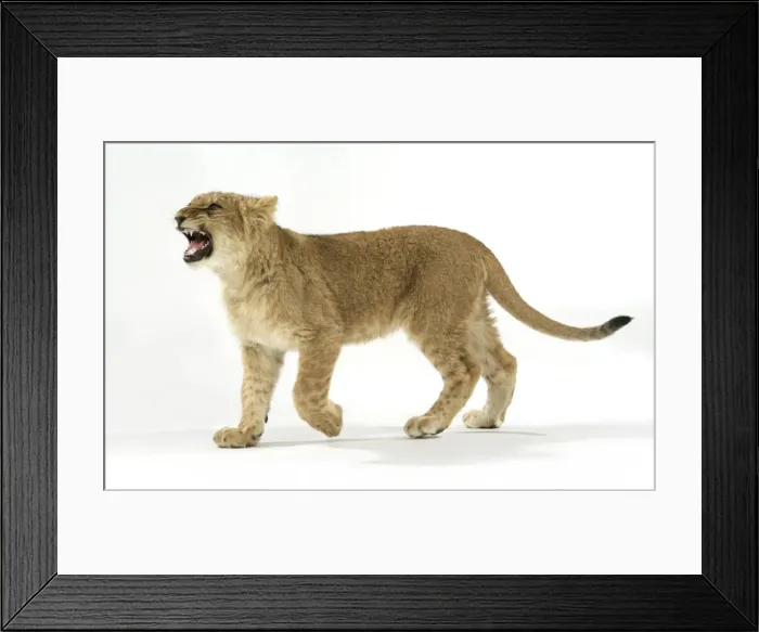 Framed Print : Lion cub (approx 16 weeks old) walking Framed Print : Lion cub (approx 16 weeks old) walking