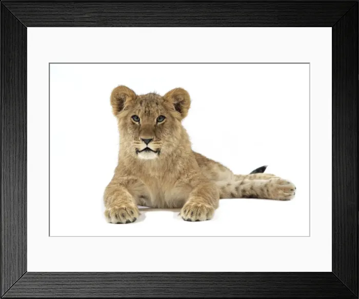 Framed Print : Lion cub (approx 16 weeks old) laying down Framed Print : Lion cub (approx 16 weeks old) laying down