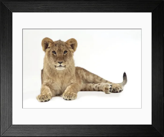 Framed Print : Lion cub (approx 16 weeks old) laying down Framed Print : Lion cub (approx 16 weeks old) laying down