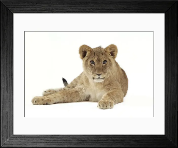 Framed Print : Lion cub (approx 16 weeks old) laying Framed Print : Lion cub (approx 16 weeks old) laying