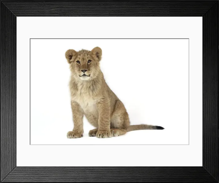 Framed Print : Lion cub (approx 16 weeks old) sitting Framed Print : Lion cub (approx 16 weeks old) sitting