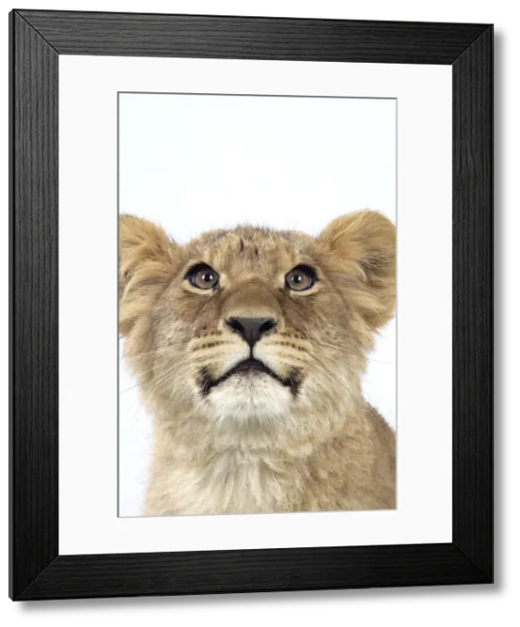 Framed Print : Lion cub's (approx 16 weeks old) face Framed Print : Lion cub's (approx 16 weeks old) face