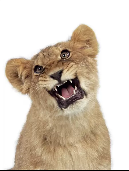 Lion cub (approx 16 weeks old) growling
