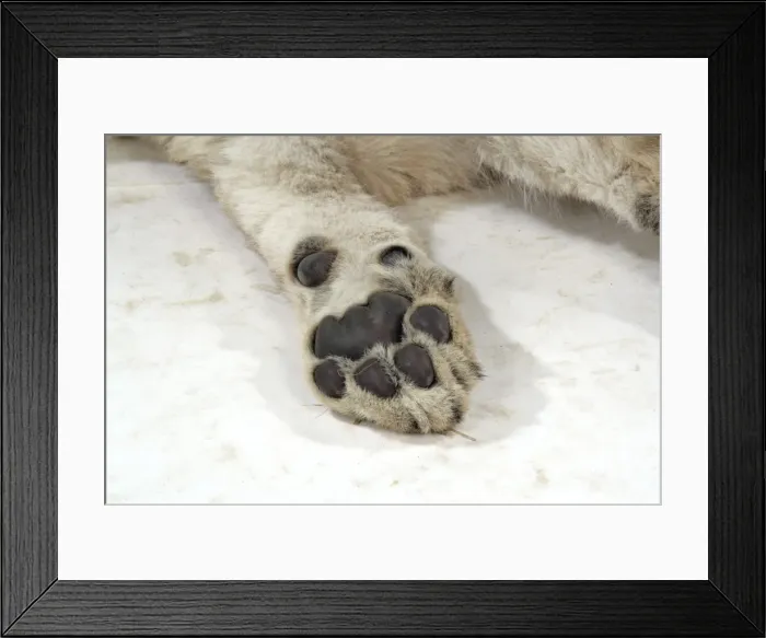 Framed Print : Lion cub (approx 16 weeks old) paw Framed Print : Lion cub (approx 16 weeks old) paw