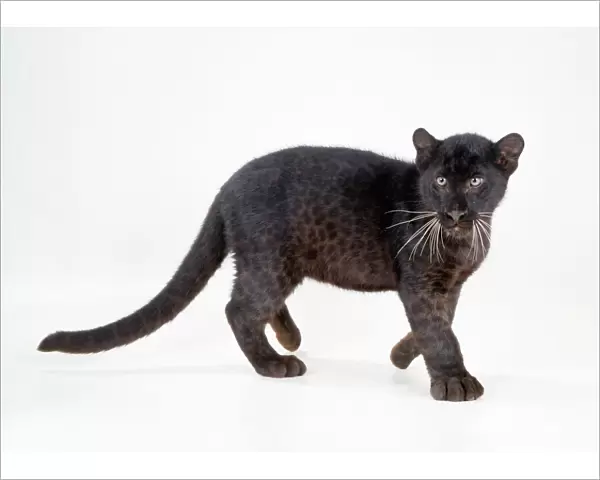 Black Leopard  /  Panther - cub 16 weeks