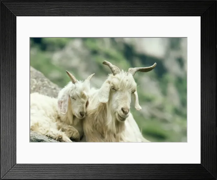 Framed Print : Kashmir Goats 13000 kulu, Kashmir Framed Print : Kashmir Goats 13000 kulu, Kashmir