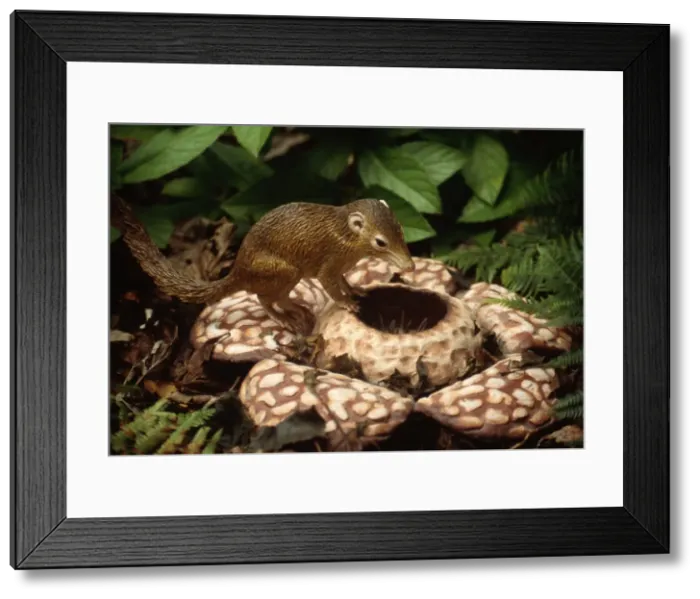 Framed Print : Reconstruction: Tree Shrew on Rafflesia Framed Print : Reconstruction: Tree Shrew on Rafflesia