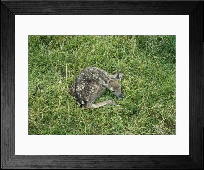 Framed Print : Fallow Deer - fawn, freshly dropped Framed Print : Fallow Deer - fawn, freshly dropped