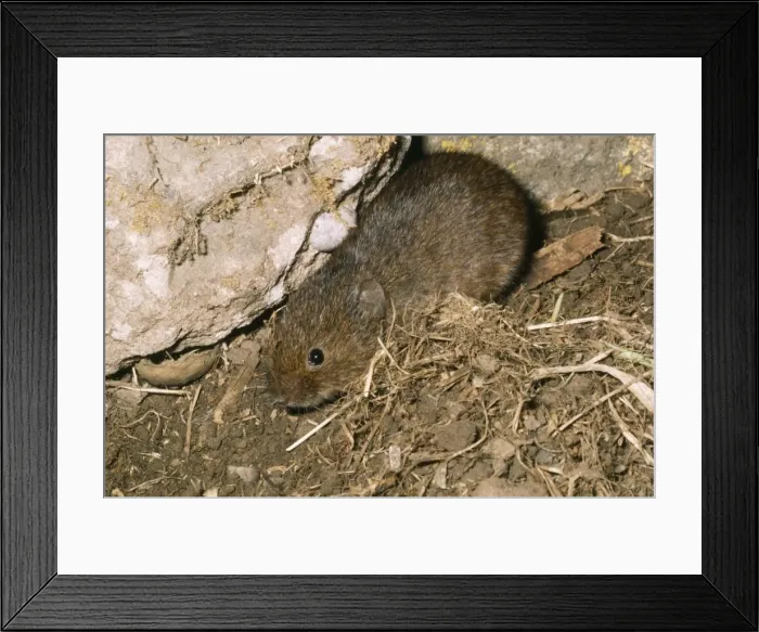 Framed Print : Orkney Vole Framed Print : Orkney Vole