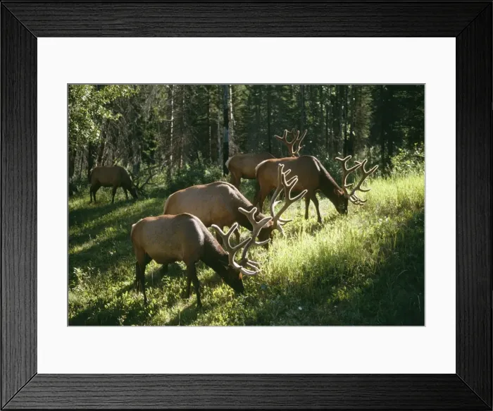 Framed Print : Wapiti (Elk) Grazing in woodland, Rockies