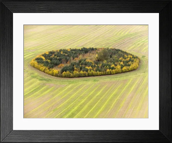 Framed Print : Game Coverts. Inkpen / Inkpen Hill, Berkshire, just under Gallows Down, UK. With game bird shoots charging a four figure sum per day, and the new single payment scheme freeing them from dependancy on stock and crop numbers Framed Print : Game Coverts. Inkpen / Inkpen Hill, Berkshire, just under Gallows Down, UK. With game bird shoots charging a four figure sum per day, and the new single payment scheme freeing them from dependancy on stock and crop numbers