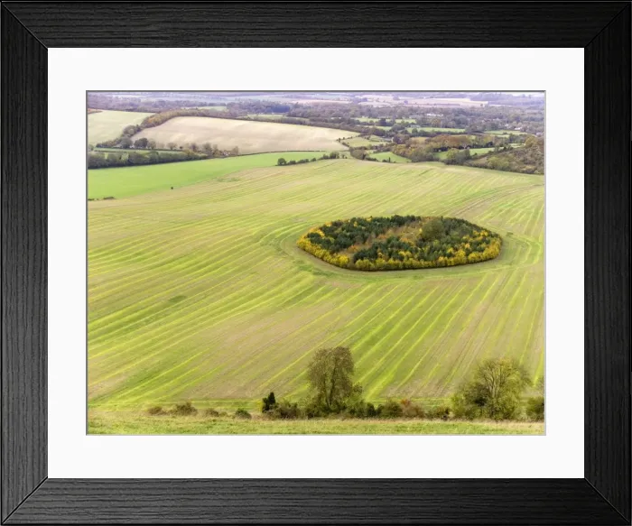 Framed Print : Game Coverts. Inkpen / Inkpen Hill, Berkshire, just under Gallows Down, UK. With game bird shoots charging a four figure sum per day, and the new single payment scheme freeing them from dependancy on stock and crop numbers Framed Print : Game Coverts. Inkpen / Inkpen Hill, Berkshire, just under Gallows Down, UK. With game bird shoots charging a four figure sum per day, and the new single payment scheme freeing them from dependancy on stock and crop numbers