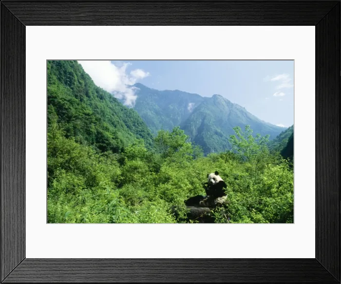 Framed Print : Giant Panda Wolong Reserve, Sichuan, China Framed Print : Giant Panda Wolong Reserve, Sichuan, China
