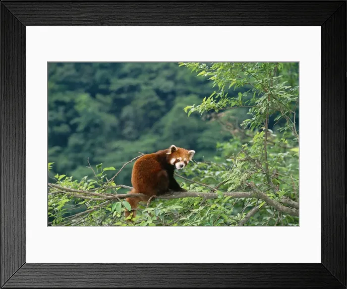 Framed Print : Red Panda / Lesser Panda / Red Cat-bear Wolong Reserve, Sichuan, China. Distribution: Hamalayan foothills Nepal to China Framed Print : Red Panda / Lesser Panda / Red Cat-bear Wolong Reserve, Sichuan, China. Distribution: Hamalayan foothills Nepal to China