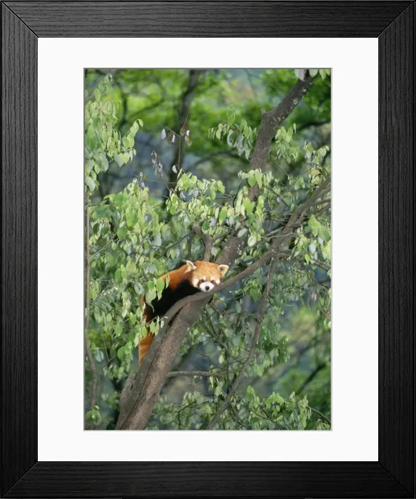 Framed Print : Red Panda / Lesser Panda / Red Cat-bear Distribution: Hamalayan foothills Nepal to China Framed Print : Red Panda / Lesser Panda / Red Cat-bear Distribution: Hamalayan foothills Nepal to China