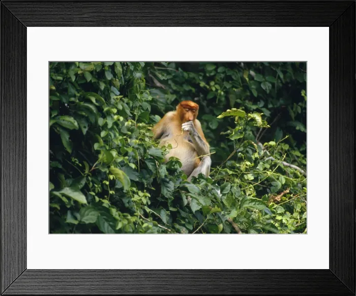 Framed Print : Proboscis Monkey - feeding Riverine Forest, Borneo Framed Print : Proboscis Monkey - feeding Riverine Forest, Borneo