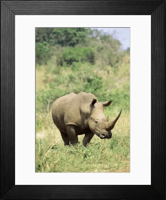 Framed Print : White Rhinoceros / Square-Lipped Rhino Hluhluwe-Umfolozi Game Reserve, Natal, South Africa Framed Print : White Rhinoceros / Square-Lipped Rhino Hluhluwe-Umfolozi Game Reserve, Natal, South Africa
