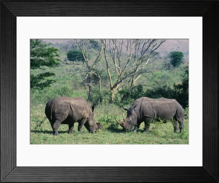 Framed Print : White Rhinoceros (Square-lipped Rhino) Hluhluwe-Umfolozi game reserve. Natal, South Africa Framed Print : White Rhinoceros (Square-lipped Rhino) Hluhluwe-Umfolozi game reserve. Natal, South Africa
