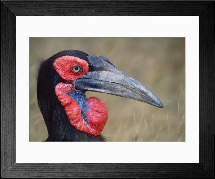 Framed Print : Ground Hornbill - female Kruger National Park, Transvaal, South Africa