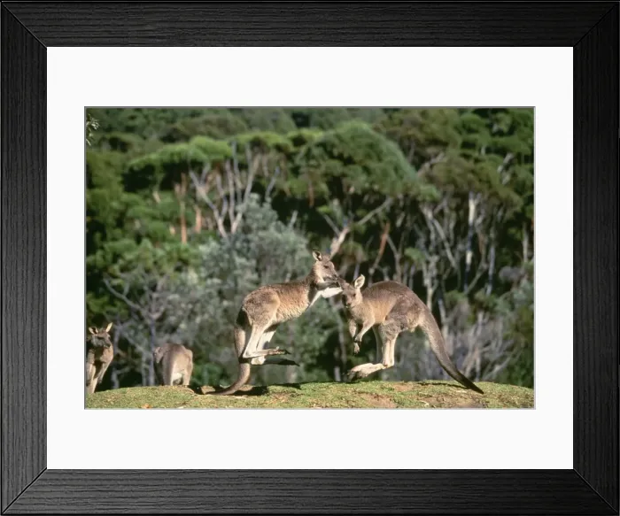 Framed Print : Eastern Grey Kangaroo Murramarang National Park, New South Wales, Australia Framed Print : Eastern Grey Kangaroo Murramarang National Park, New South Wales, Australia