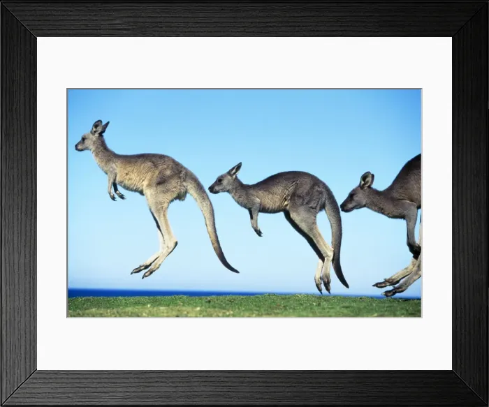 Framed Print : Eastern Grey Kangaroo - hopping Southern New South Wales, Australia Framed Print : Eastern Grey Kangaroo - hopping Southern New South Wales, Australia