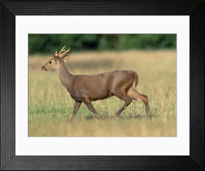 Framed Print : Calamian Deer - Calamian Isl, Palawan, Philippines Framed Print : Calamian Deer - Calamian Isl, Palawan, Philippines