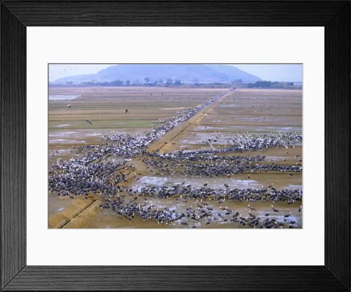 Framed Print : Hooded Crane - & White-naped Crane (Grus vipio) wintering birds Arasaki swamps, Kagoshima Pref. Kyushu, Japan Framed Print : Hooded Crane - & White-naped Crane (Grus vipio) wintering birds Arasaki swamps, Kagoshima Pref. Kyushu, Japan